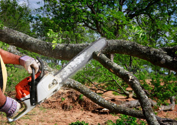 Best Tree Pruning Services  in West Wendover, NV